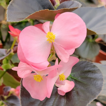 Begonia Megawatt de grandes hojas y flores rosadas persistentes