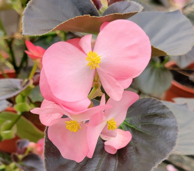 Begonia Megawatt de grandes hojas y flores rosadas persistentes