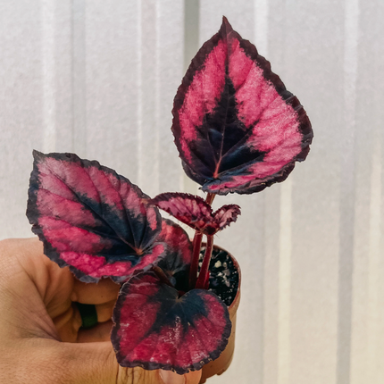 Begonia-Red-Kiss-1