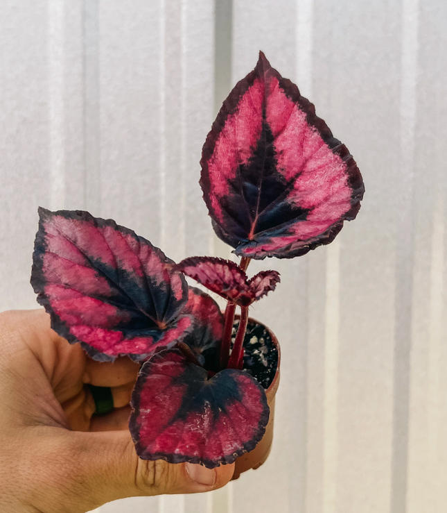 Begonia-Red-Kiss-1
