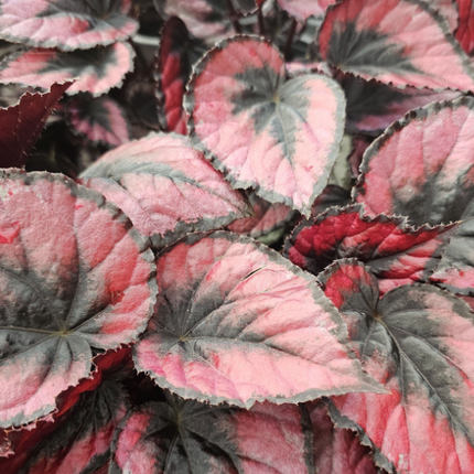 Begonia Red Kiss con centro rojo intenso y bordes negros