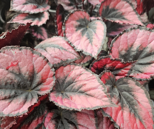 Begonia Red Kiss con centro rojo intenso y bordes negros