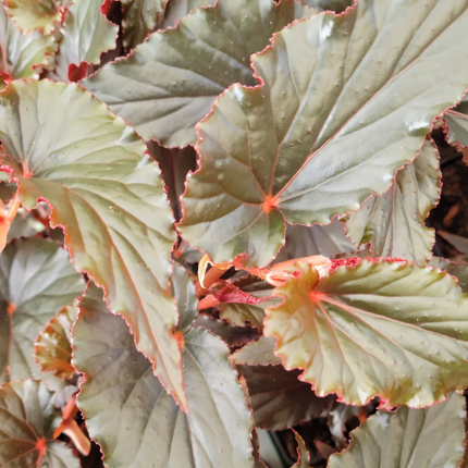 Begonia-Rey-Real