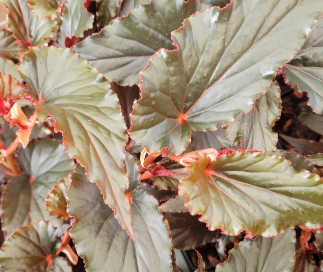 Begonia-Rey-Real
