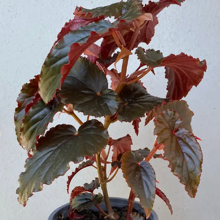 Begonia Black Magic de hojas oscuras aterciopeladas circulares