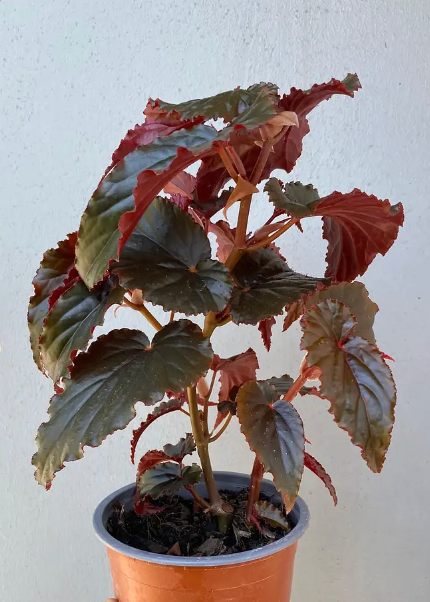 Begonia Black Magic de hojas oscuras aterciopeladas circulares
