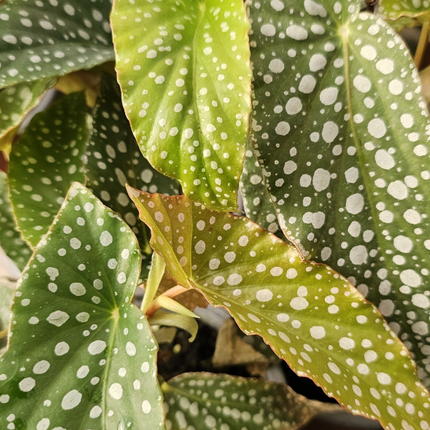 Begonia-White-Ice