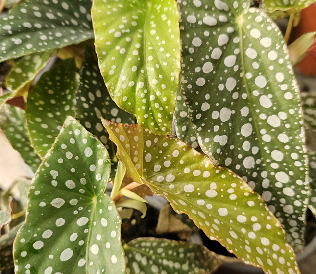 Begonia-White-Ice