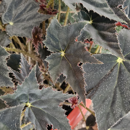Begonia semperflorens o Flor de Azúcar en maceta de cultivo