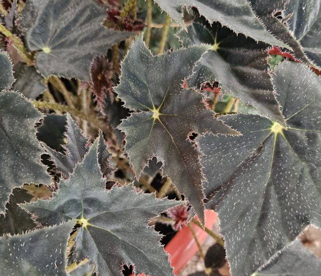 Begonia semperflorens o Flor de Azúcar en maceta de cultivo
