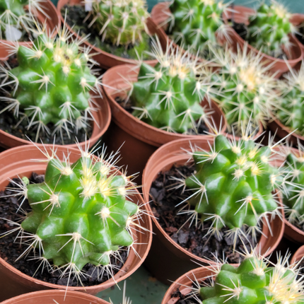 Cactus Biznaga de forma globular compacta con espinas decorativas