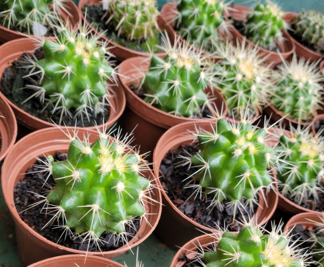 Cactus Biznaga de forma globular compacta con espinas decorativas
