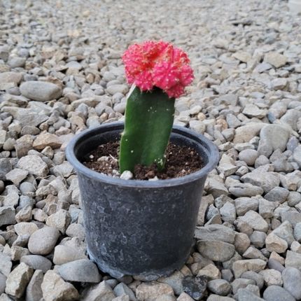 Cactus injertado Bola Rubí de color rojo vibrante sobre base verde