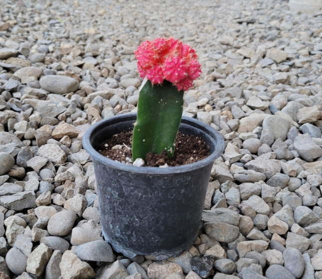 Cactus injertado Bola Rubí de color rojo vibrante sobre base verde