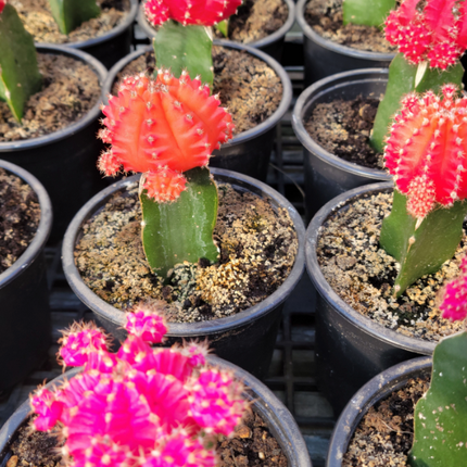 Bola Rubi (Cactus Injertado) | Vegago Chile