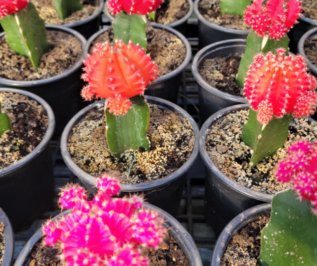 Bola Rubi (Cactus Injertado) | Vegago Chile