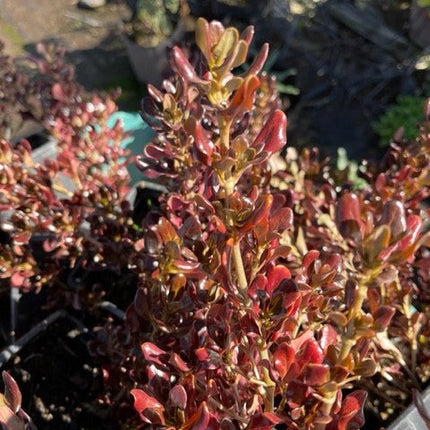 Brillantisima (Coprosma chocolate) | Vegago Chile