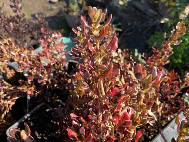 Brillantisima (Coprosma chocolate) | Vegago Chile