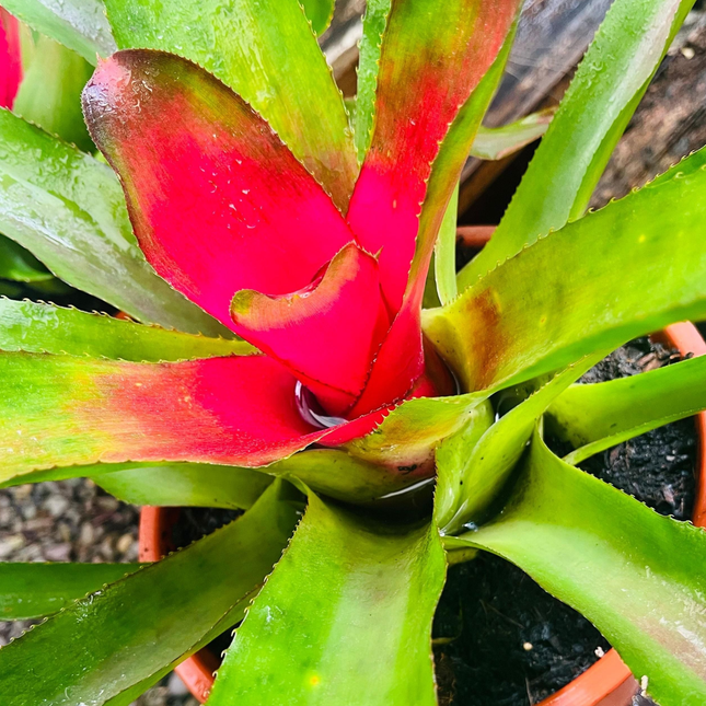 Bromelia Neoregelia (Bromelia Neoregelia Carolinae), Mediano Plus (M21)| Gardekin.com