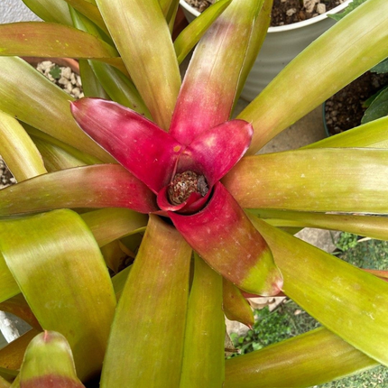 Bromelia Neoregelia (Bromelia Neoregelia Carolinae), Mediano Plus (M21)| Gardekin.com