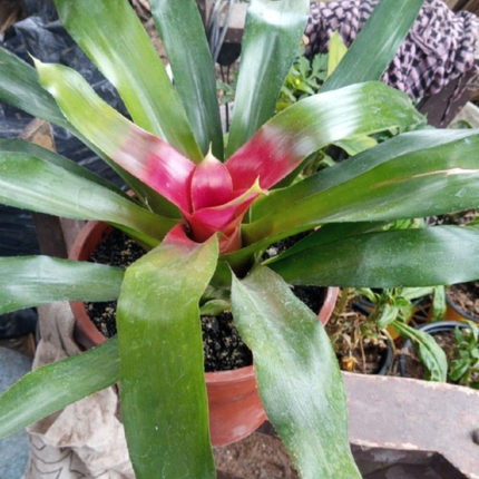 Bromelia Neoregelia (Bromelia Neoregelia Carolinae), Mediano Plus (M21)| Gardekin.com