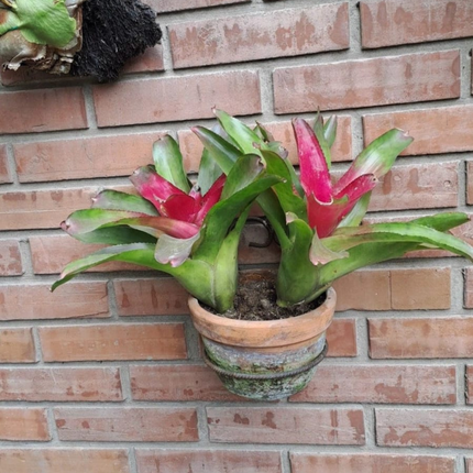 Bromelia Neoregelia (Bromelia Neoregelia Carolinae), Mediano Plus (M21)| Gardekin.com