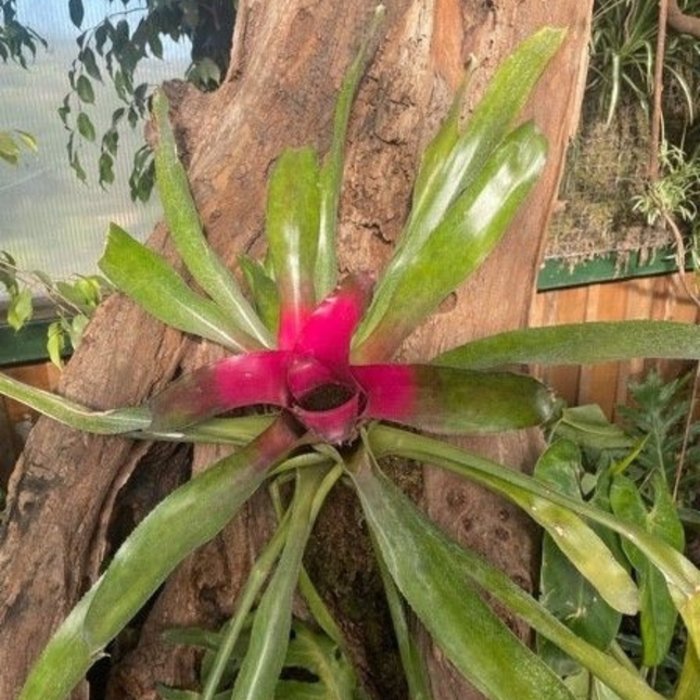 Bromelia Neoregelia (Bromelia Neoregelia Carolinae), Mediano Plus (M21)| Gardekin.com