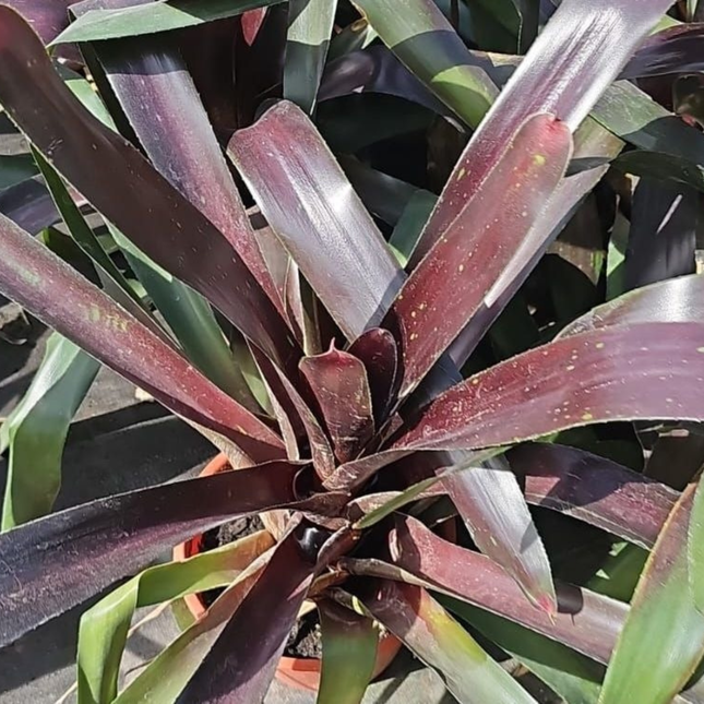 Bromelia Borgoña Neoregelia royal burgundy, tonos vino intensos