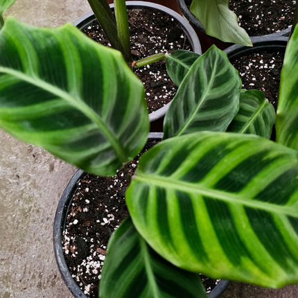Calathea Zebrina con hojas de textura aterciopelada y rayas verdes