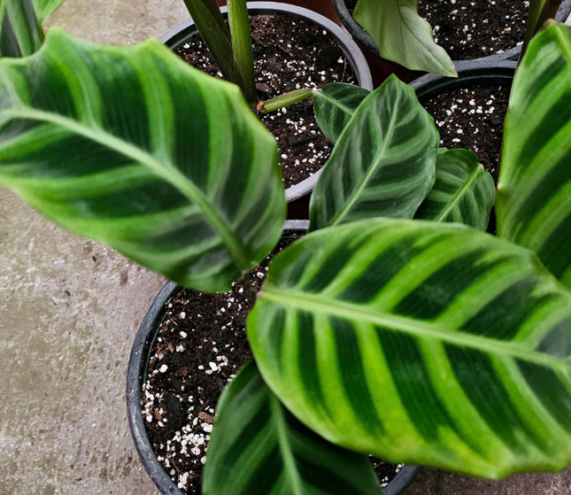 Calathea Zebrina con hojas de textura aterciopelada y rayas verdes