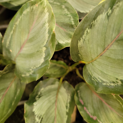Calatea-Rosa-2