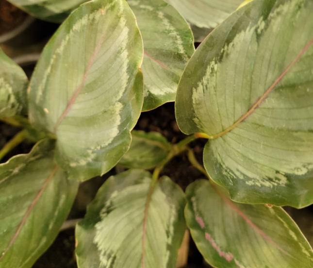 Calatea-Rosa-2