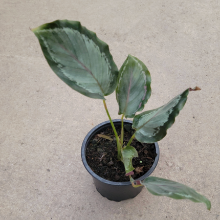 Calathea Northern Light de hojas brillantes con destellos rosados