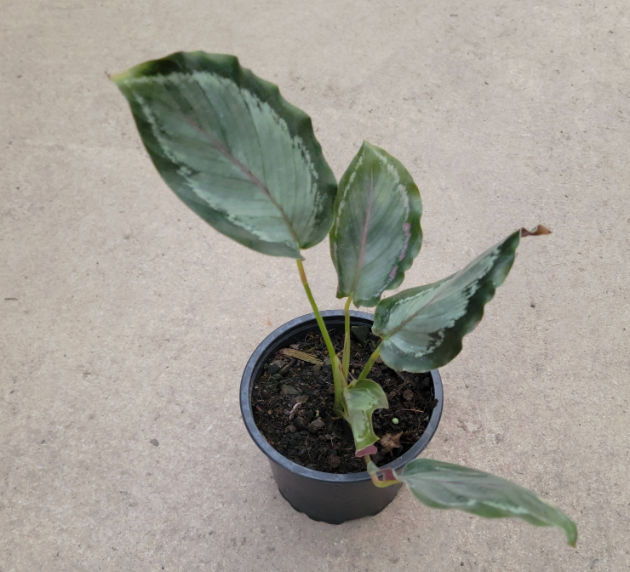 Calathea Northern Light de hojas brillantes con destellos rosados