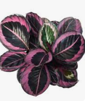 Calatea-Rosa