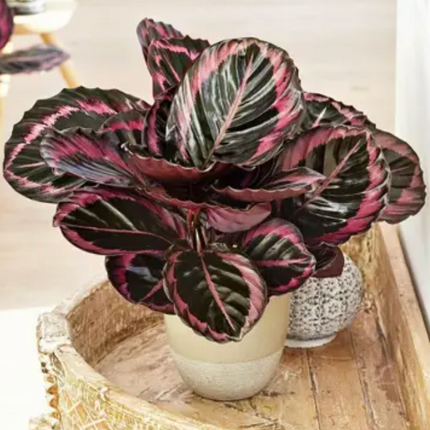Calathea Red Mojo con patrones circulares de color vino intenso