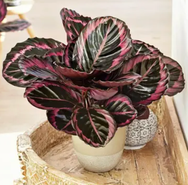 Calathea Red Mojo con patrones circulares de color vino intenso