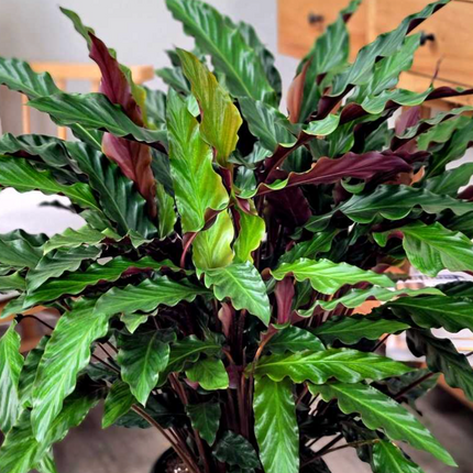 Calathea Rufibarba de hojas alargadas y tacto suave aterciopelado