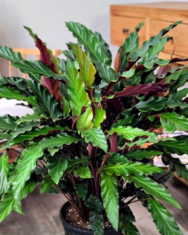 Calathea Rufibarba de hojas alargadas y tacto suave aterciopelado