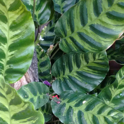 Calathea Lietzei con patrones de plumas verdes en las hojas