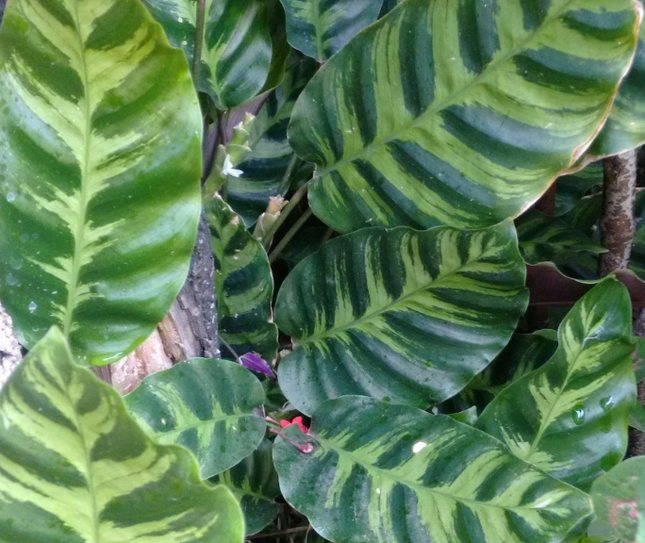 Calathea Lietzei con patrones de plumas verdes en las hojas