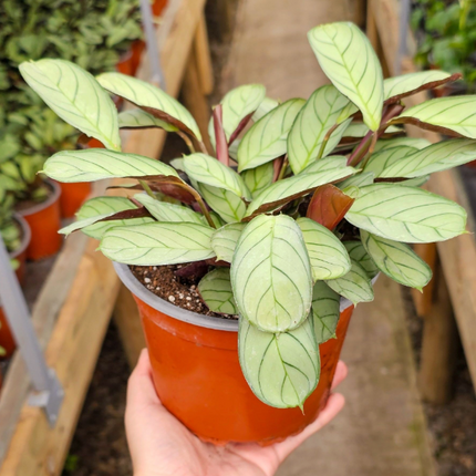 Calathea Amagris de hojas pequeñas color gris plata y venas verdes