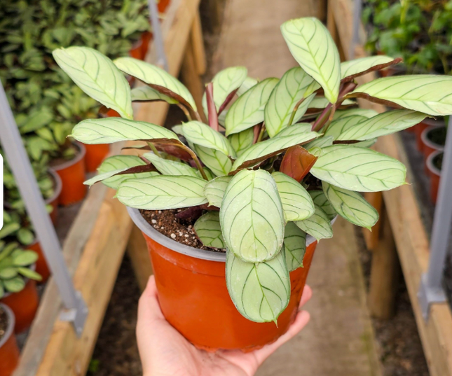 Calathea Amagris de hojas pequeñas color gris plata y venas verdes