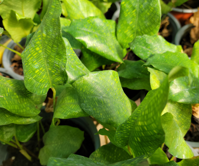Calathea-Bella-Network