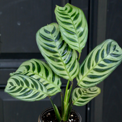 Calathea Burle-Marxii con diseño de espiga verde sobre gris