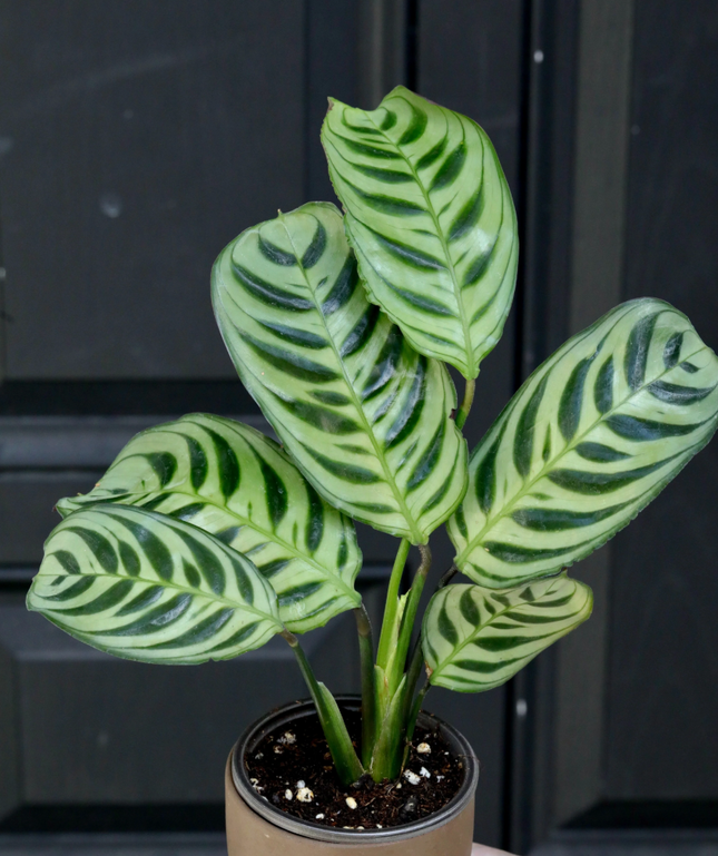 Calathea Burle-Marxii con diseño de espiga verde sobre gris