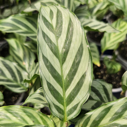 Calathea-Freddy