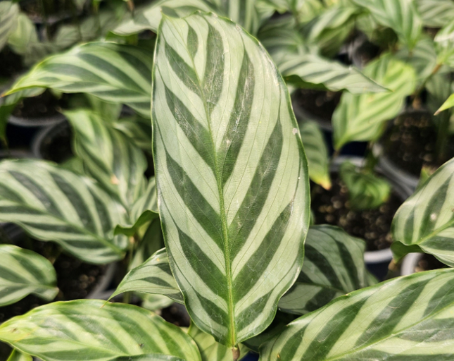 Calathea-Freddy
