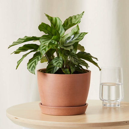 Calathea Freddy de hojas ovaladas verde claro y rayas finas