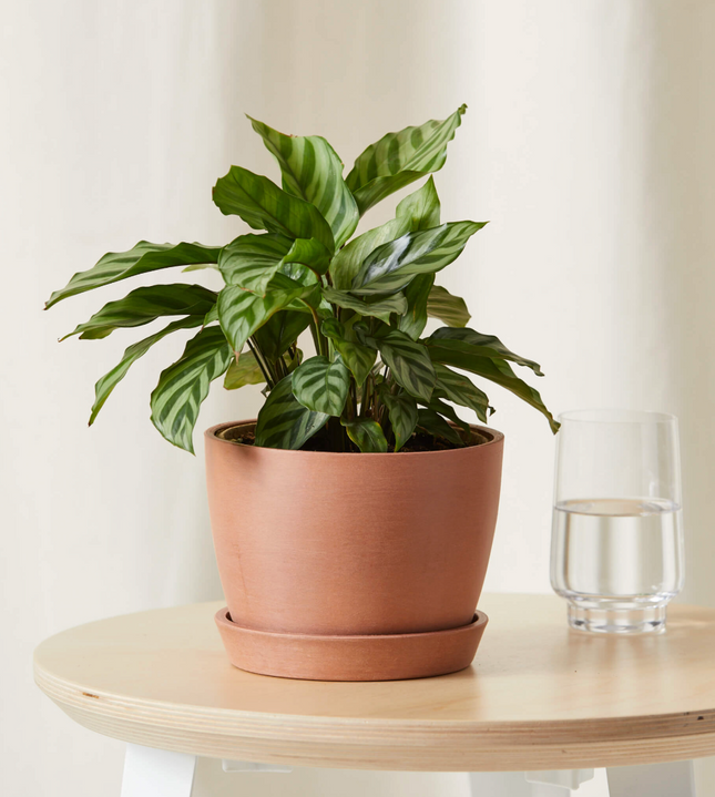 Calathea Freddy de hojas ovaladas verde claro y rayas finas